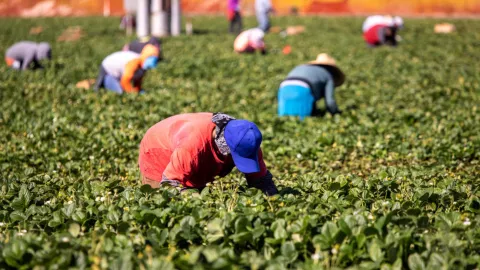 trabajadores-agricola-mejor-salario-california.jpg