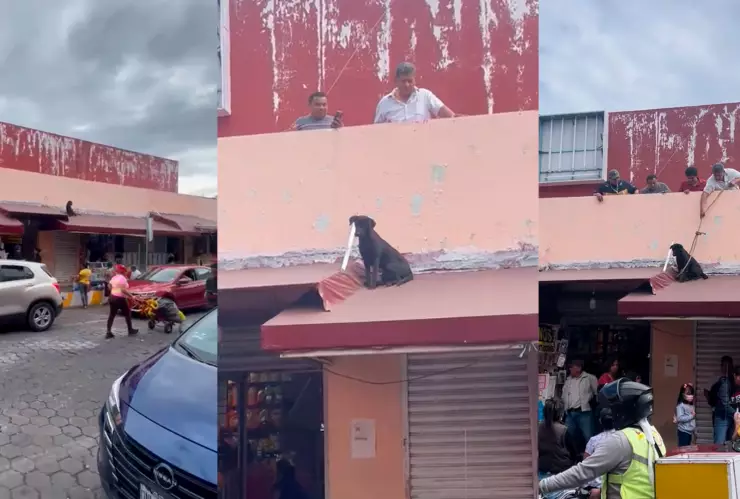 Rescatan perrito atrapado