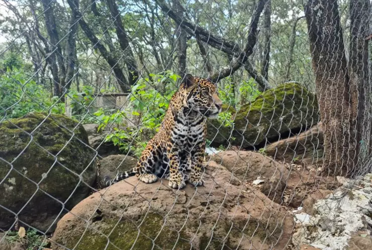 Rescatan a jaguar en peligro de extinción, estaba en un domicilio del Estado de México