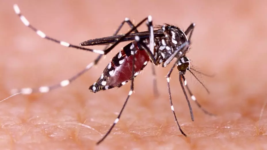Mosquito de Dengue; medidas para evitar contagios