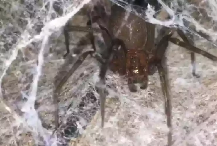 Araña violinista_ ¿Cuáles son las características de su telarañ?