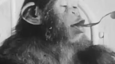 Chimpancé, bebé, psicólogos b.jpg