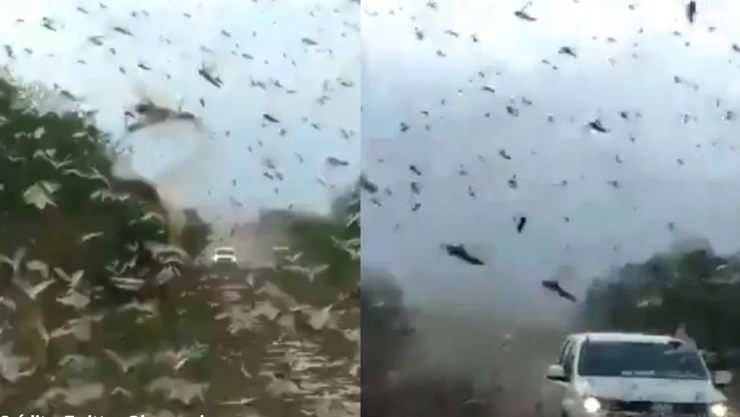 plaga de langostas llega a Argentina