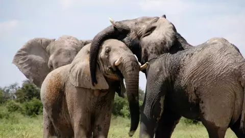 turista aplastado por elefantes.