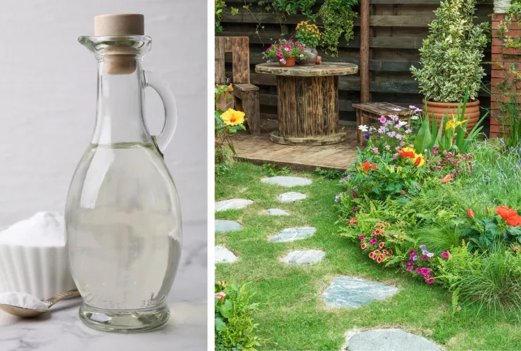 El vinagre es un gran aliado para mantener el jardín y el patio libres de insectos