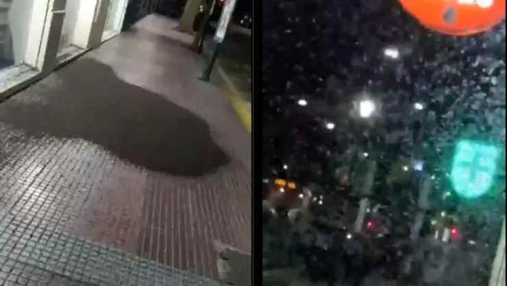 Invasión de mosquitos en Argentina