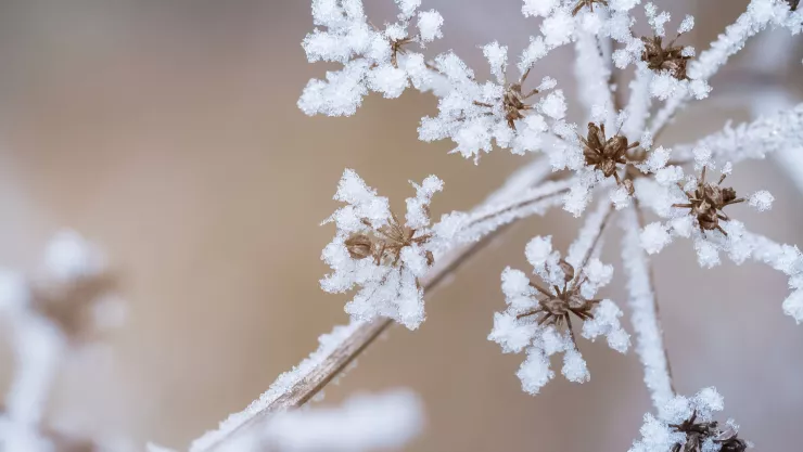Vórtice Polar 2025 ¿Cuándo llega y cómo afectará al clima en Aguascalientes los próximos días de enero