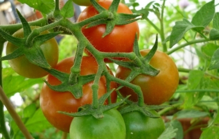 tomate