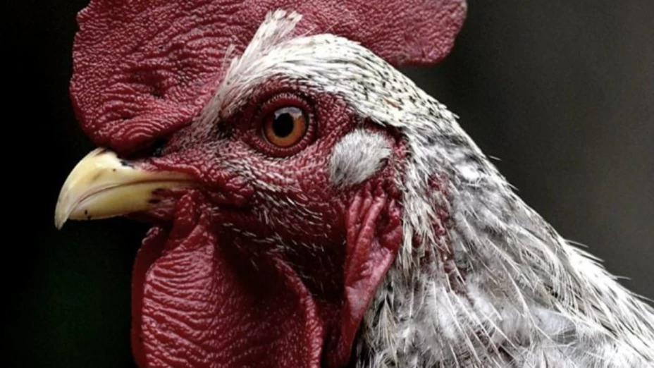 OMS confirma caso de niño de 4 años con gripe aviar AH9N2 en la India