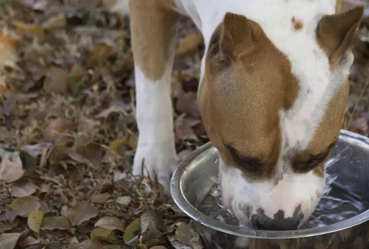 Golpe de calor en perros y gatos