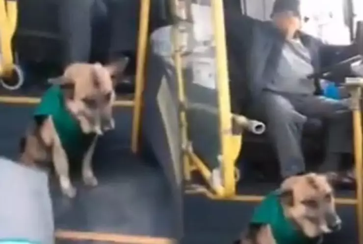 Varias empresas han contratado a perros callejeros