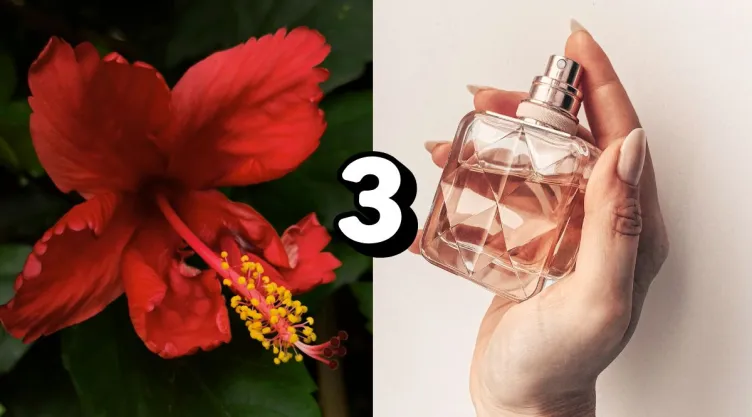 /estilo-de-vida/mejores-perfumes-hibisco-hawai-paraiso