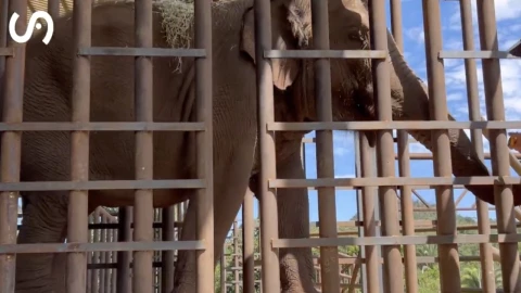 Pupy: Preparativos para el santuario