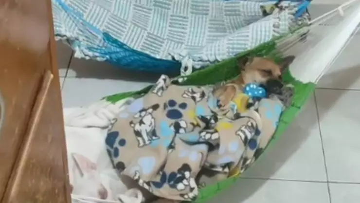 perritos virales dormir en hamaca