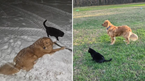 Perrito se vuelve viral tras adoptar a un gato callejero.png