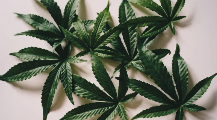 Alemania busca legalizar la marihuana