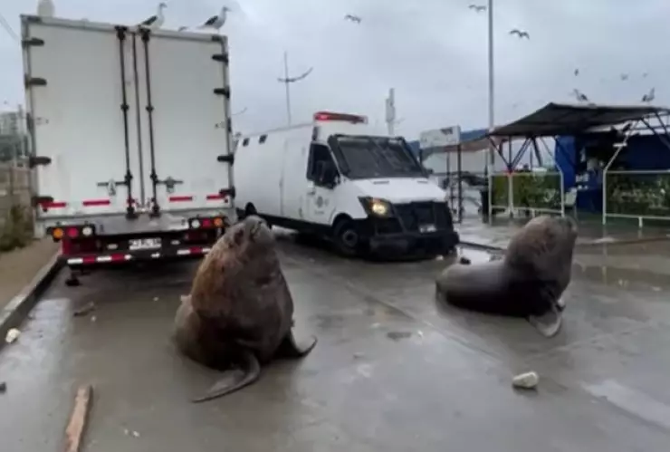 Leones Marinos protestan en Chile