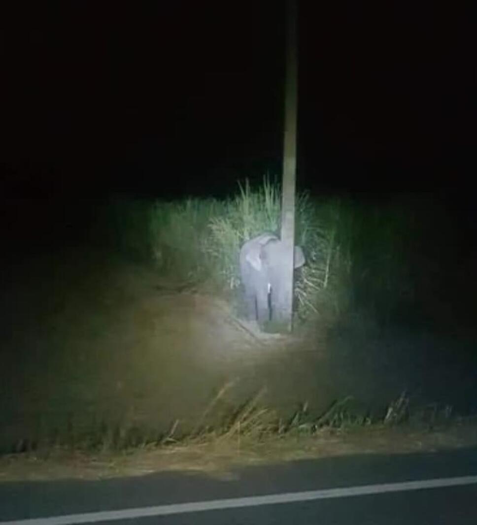 Bebé elefante roba azúcar y se esconde.jpg