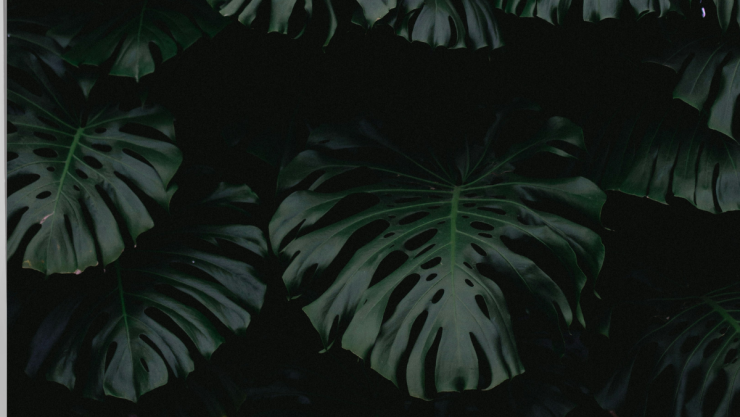 plantas (1).png
