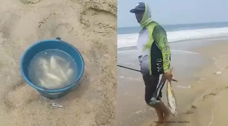 peces acapulco.jpg