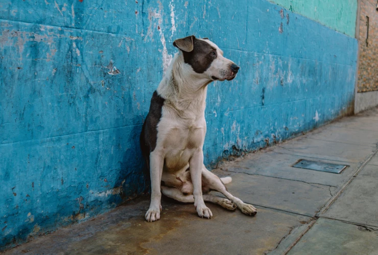 Empleado de gasolinera baña a perritos callejeros