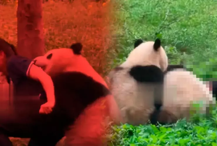 VIDEO: Pandas atacan a su cuidadora de un zoológico de China
