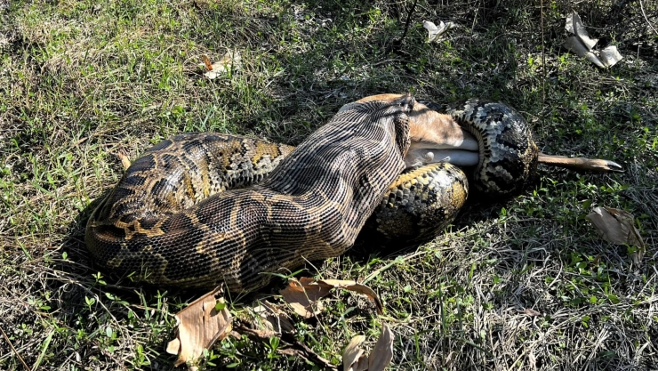 La pitón intenta tragar un ciervo en Florida