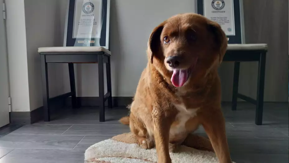 Bobi, el perro de mayor edad del mundo, posa para el GWR.