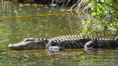 Hallan un cocodrilo dentro de un campo deportivo, en Progreso (FOTO)