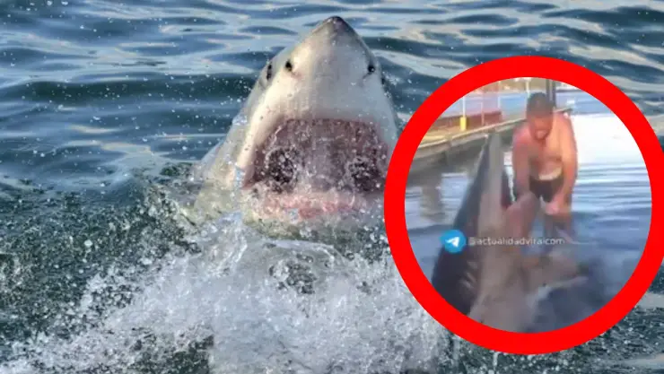 ¿Héroe o imprudente_ Hombre ayuda a tiburón a volver al mar y sale MAL.jpg