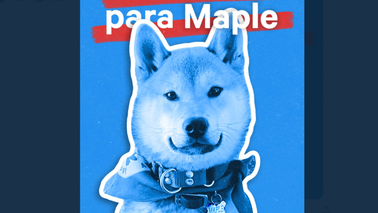 Perrito Maple