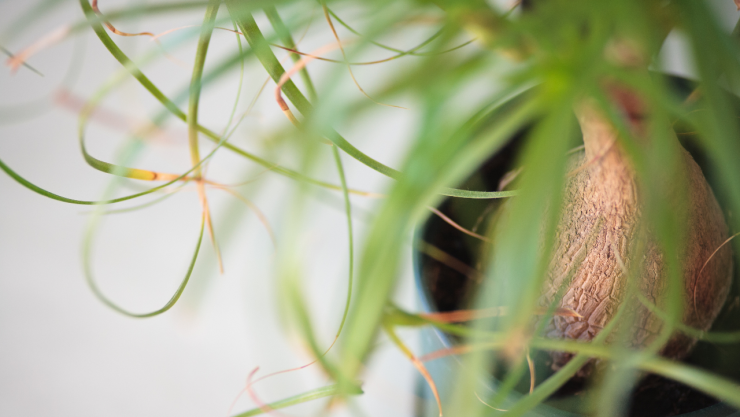 multa planta exótica México