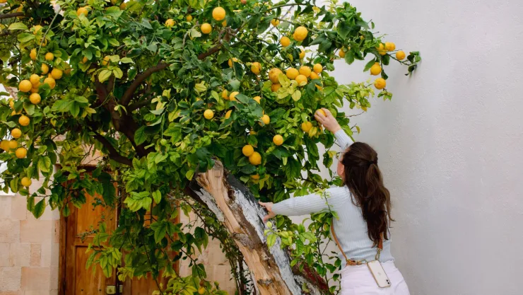 El abono de 3 ingredientes que estimula el crecimiento de un limonero