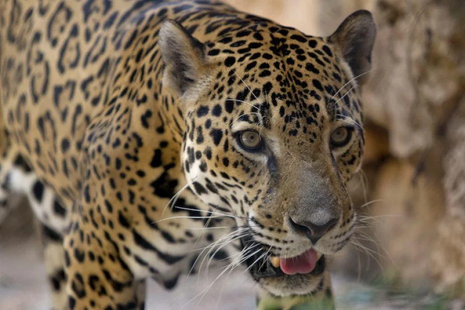 animales6.jpg
