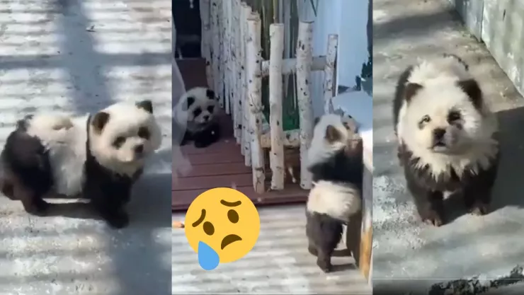PANDAS EN CHINA