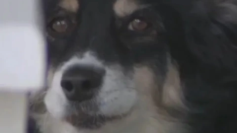 perrita millonaria hereda 5mmd