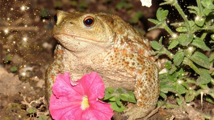 /estilo-de/que-significa-encontrar-un-sapo-en-el-jardin-o-dentro-de-casa