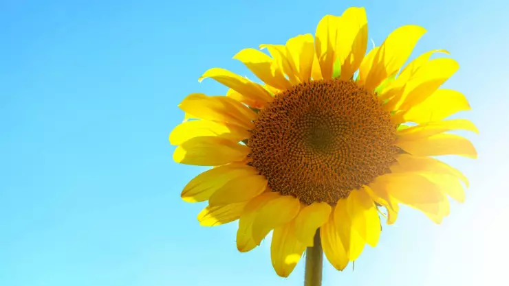 Clima en Morelos hoy