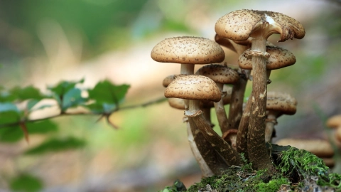 hongos alucinógenos