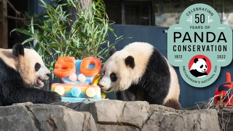 China EU 50 años panda