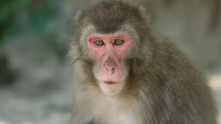 Yakei hembra alfa macacos.jpg