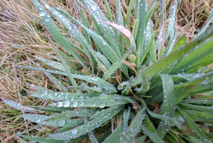Bajas temperaturas generan rocío en Las Vigas de Ramírez; piden extremar precauciones en carretera