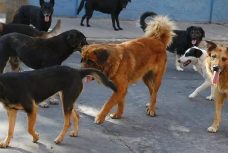 Policías detienen a una mujer por cometer actos de crueldad contra 6 perritos