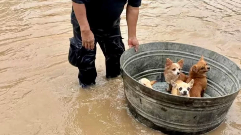 Rescates de perritos tras inundaciones en Puebla y Veracruz