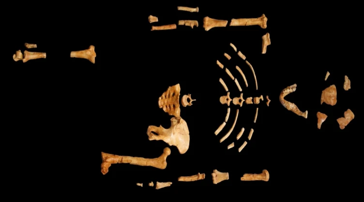 Avances científicos del fósil Australopithecus “Lucy”