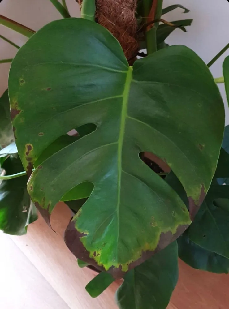 Manchas cafés hojas monstera