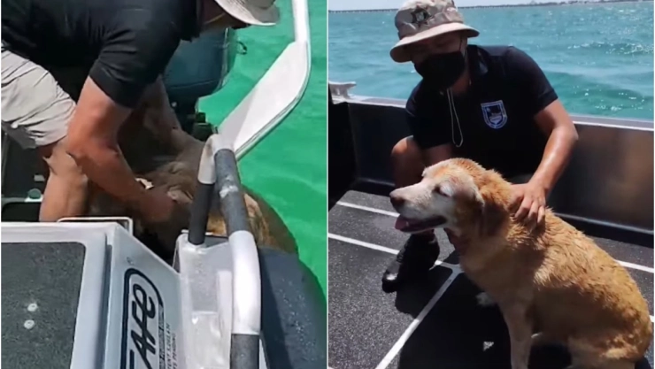 perrita_yucatan_rescate.jpg