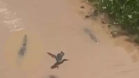 Cocodrilo en río Tamazula en Culiacán