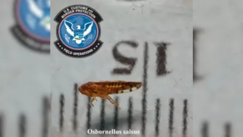 Autoridades estadounidenses interceptan cargamento con Osbornellus Salsus en la frontera México-EE.UU.