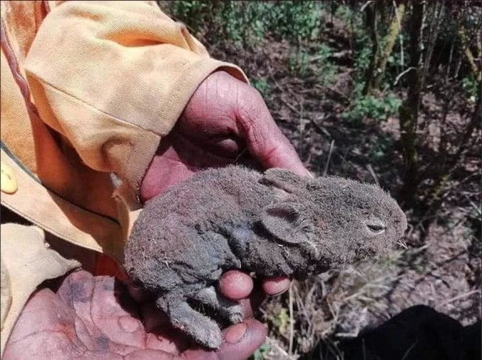 Incendio forestal en Tepozteco está controlado un 90%, piden ayuda para animales